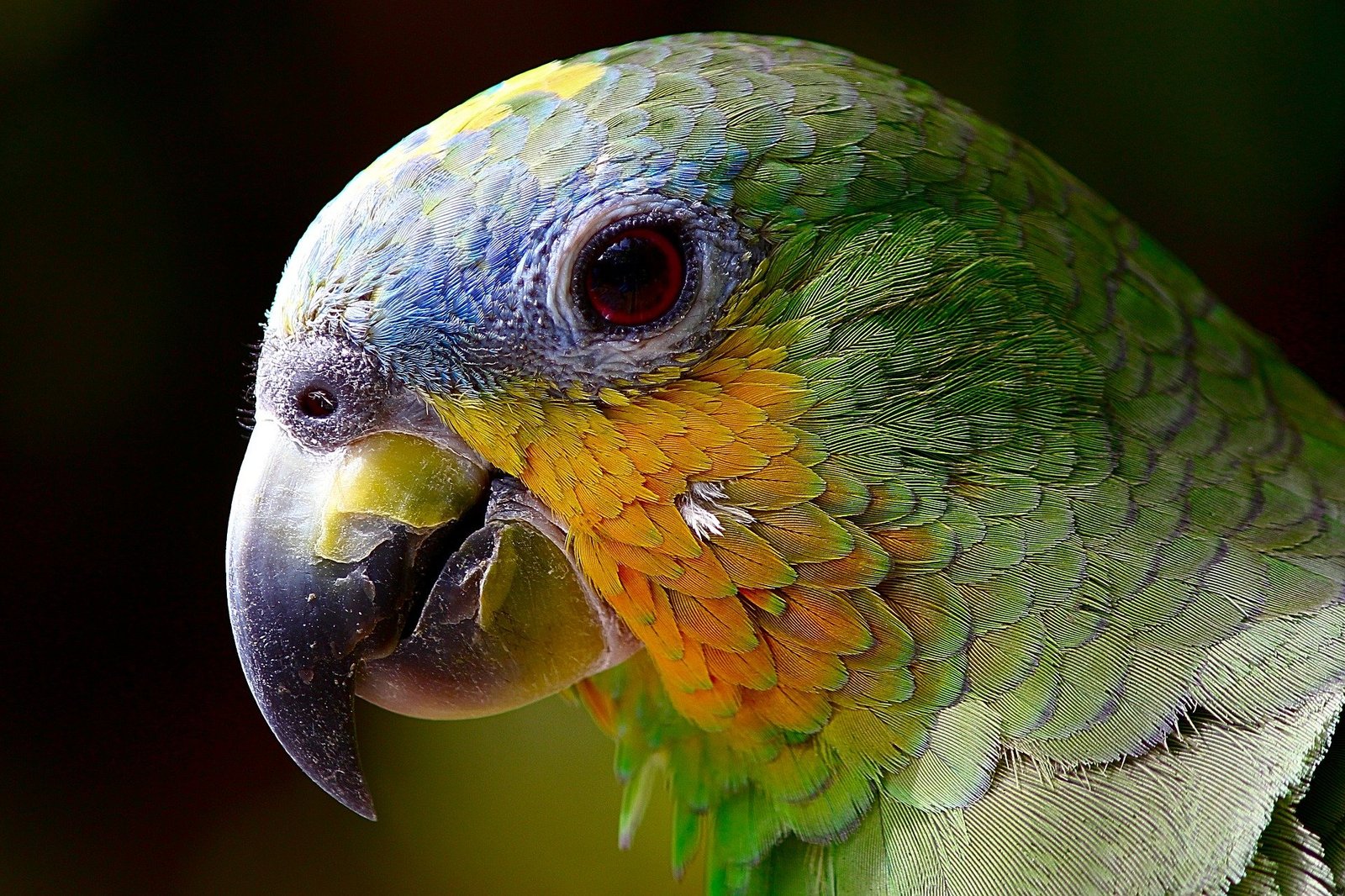 Amazônia Amazônia